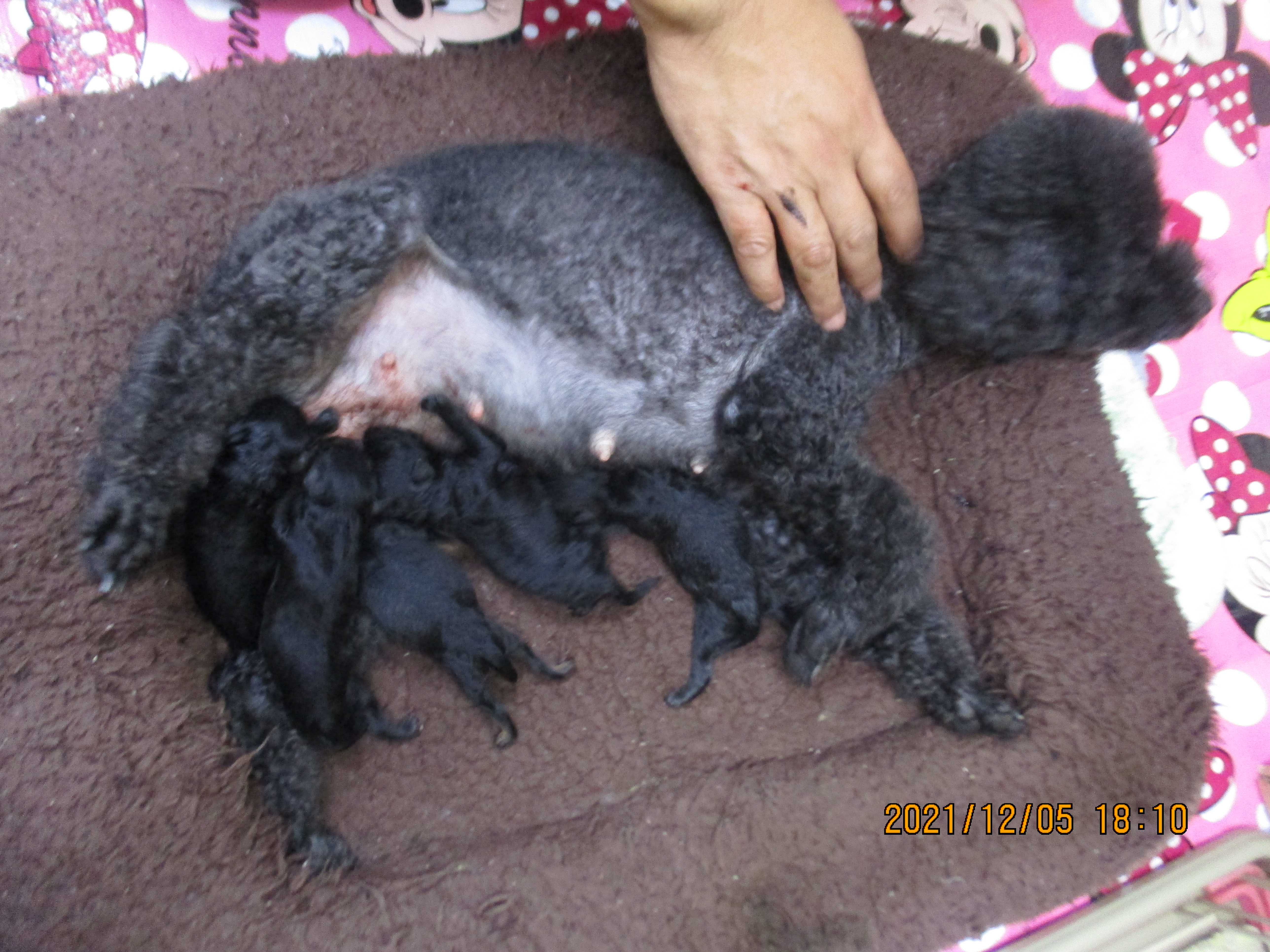 母親犬キキちゃん、赤ちゃん出産しました。
