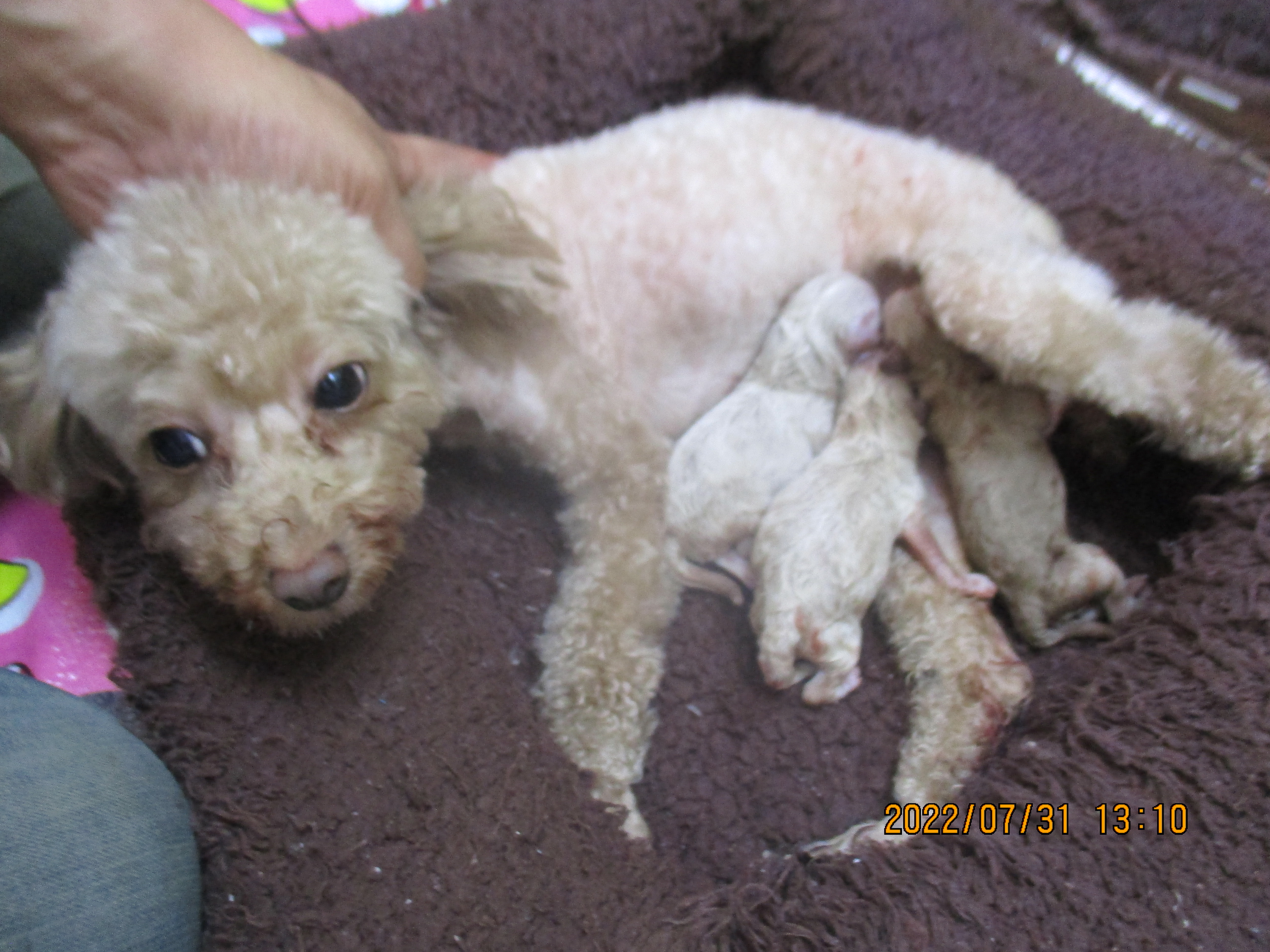 母親犬エルサ、赤ちゃん出産