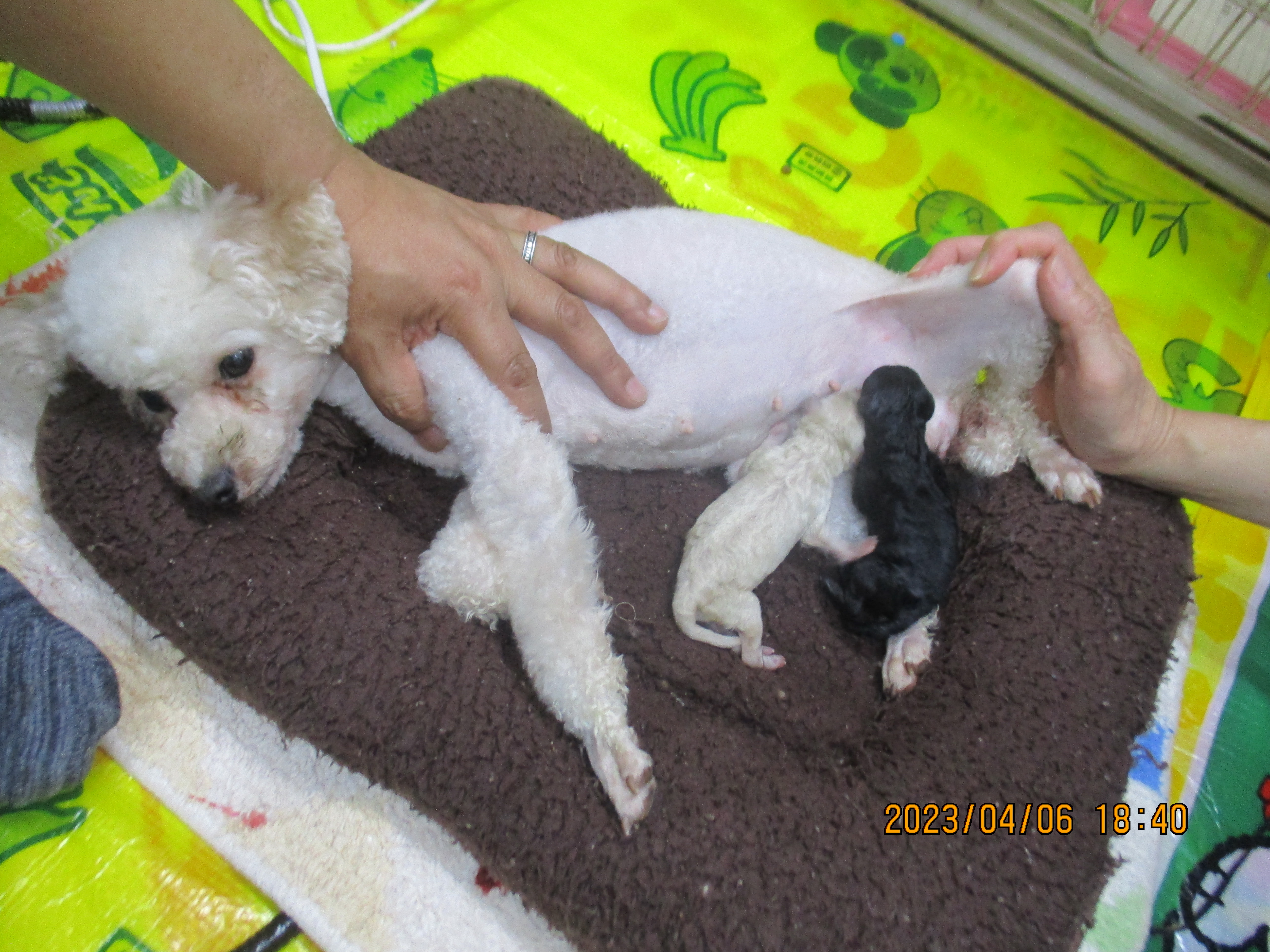 母親犬ベルちゃん、赤ちゃん出産