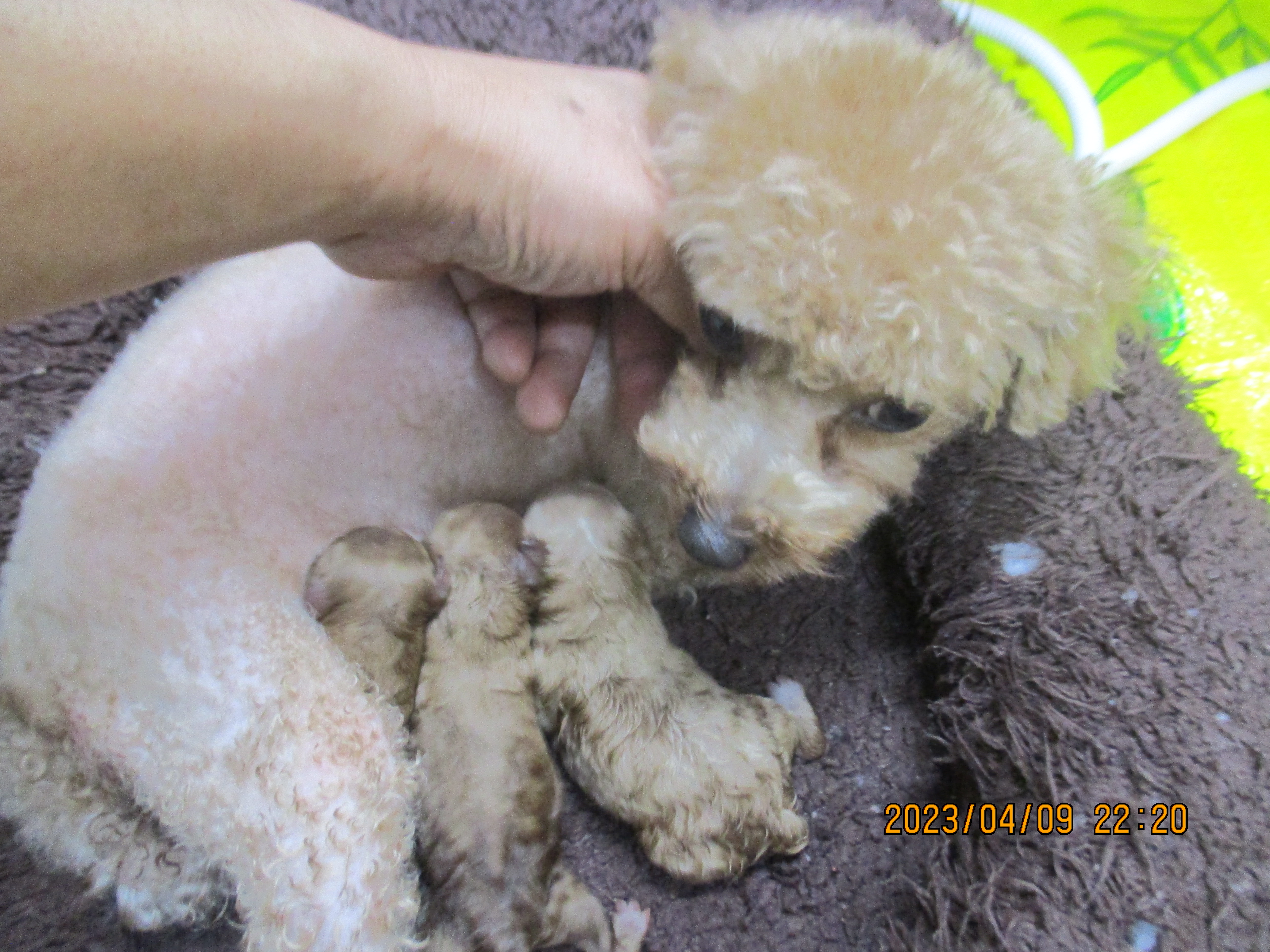 母親犬サクラちゃん、赤ちゃん出産