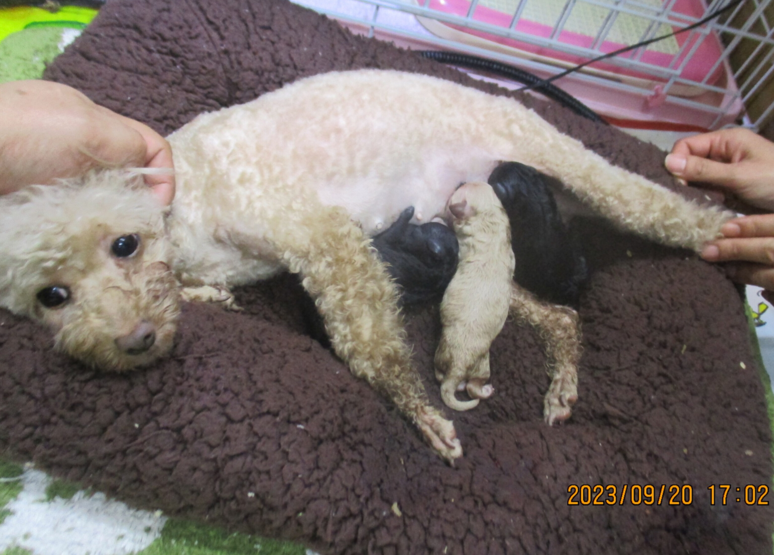 母親犬エルサ、赤ちゃん出産。