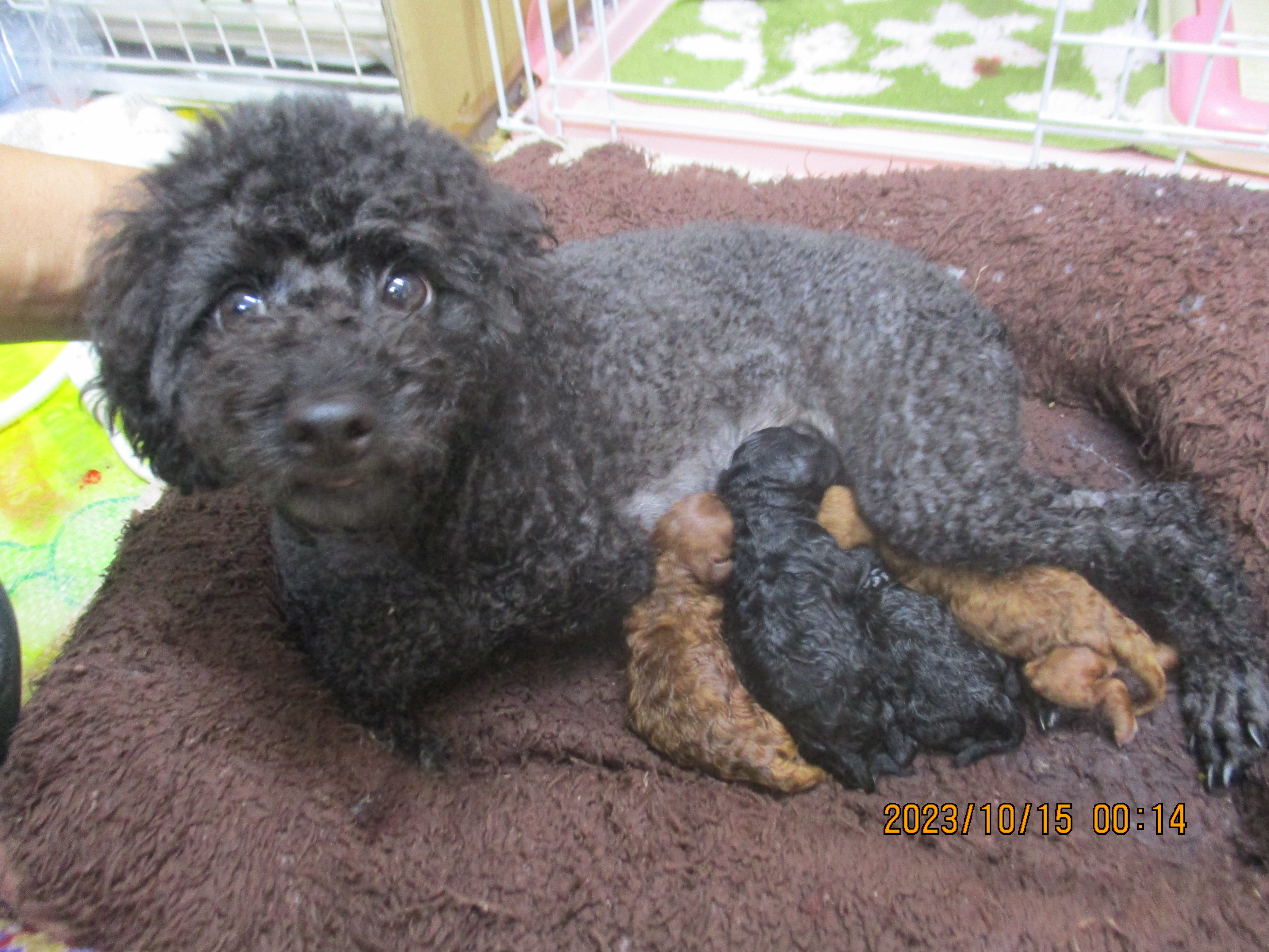 母親犬ジャスミンちゃん、赤ちゃん出産