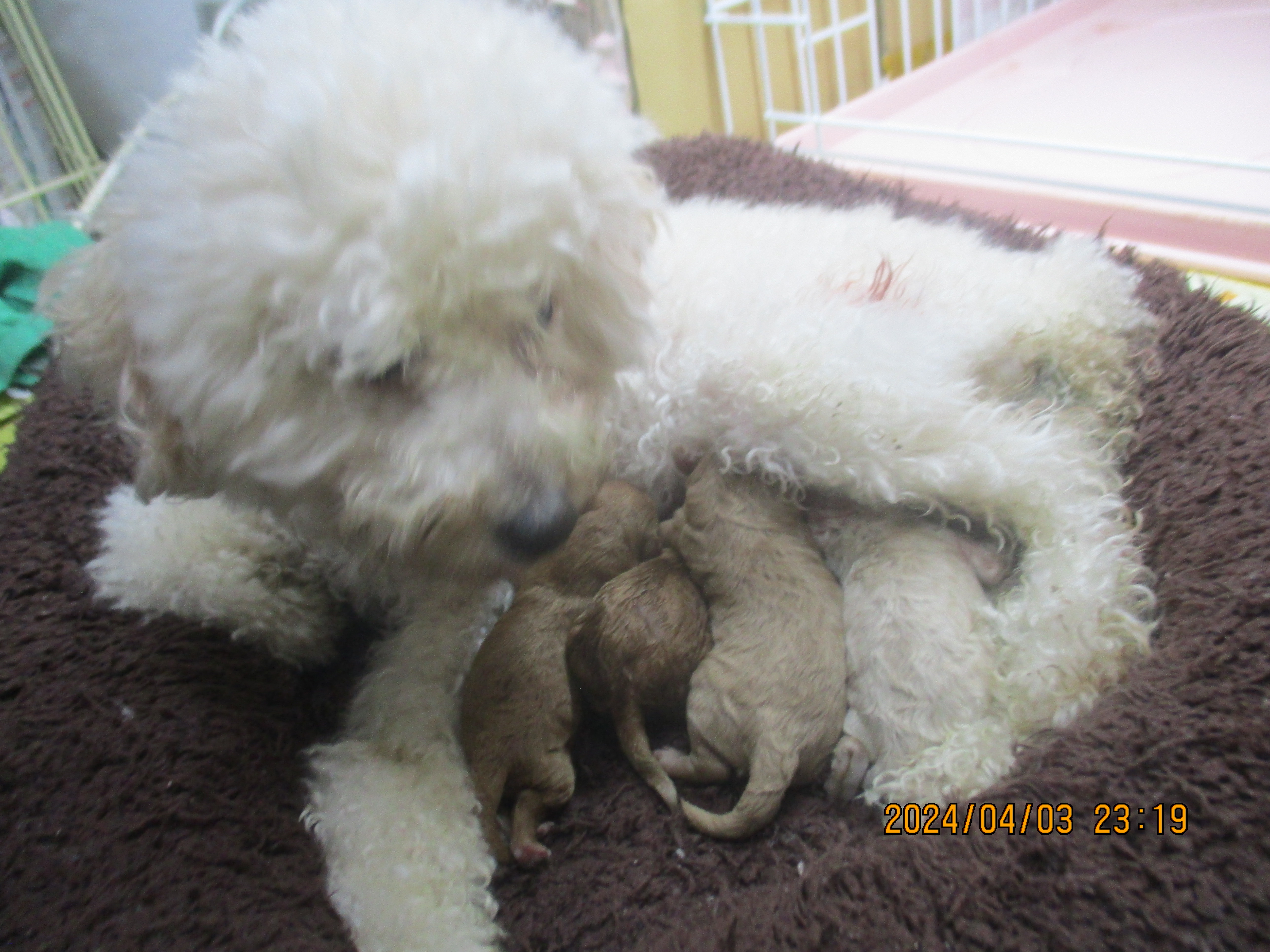 母親犬ヴィヴィアン、赤ちゃん出産