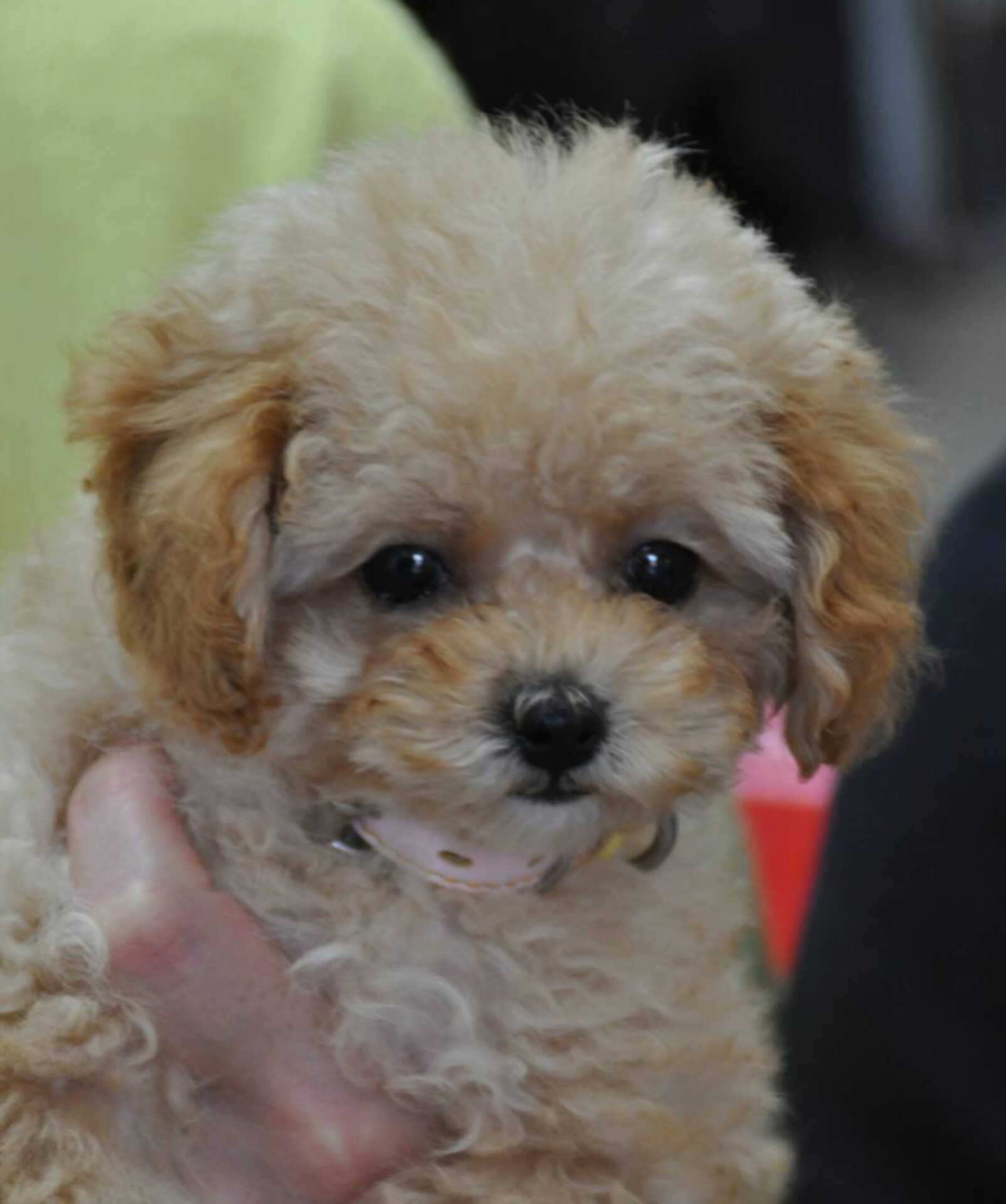 飼い主様が決まりました。(クロエ三女)