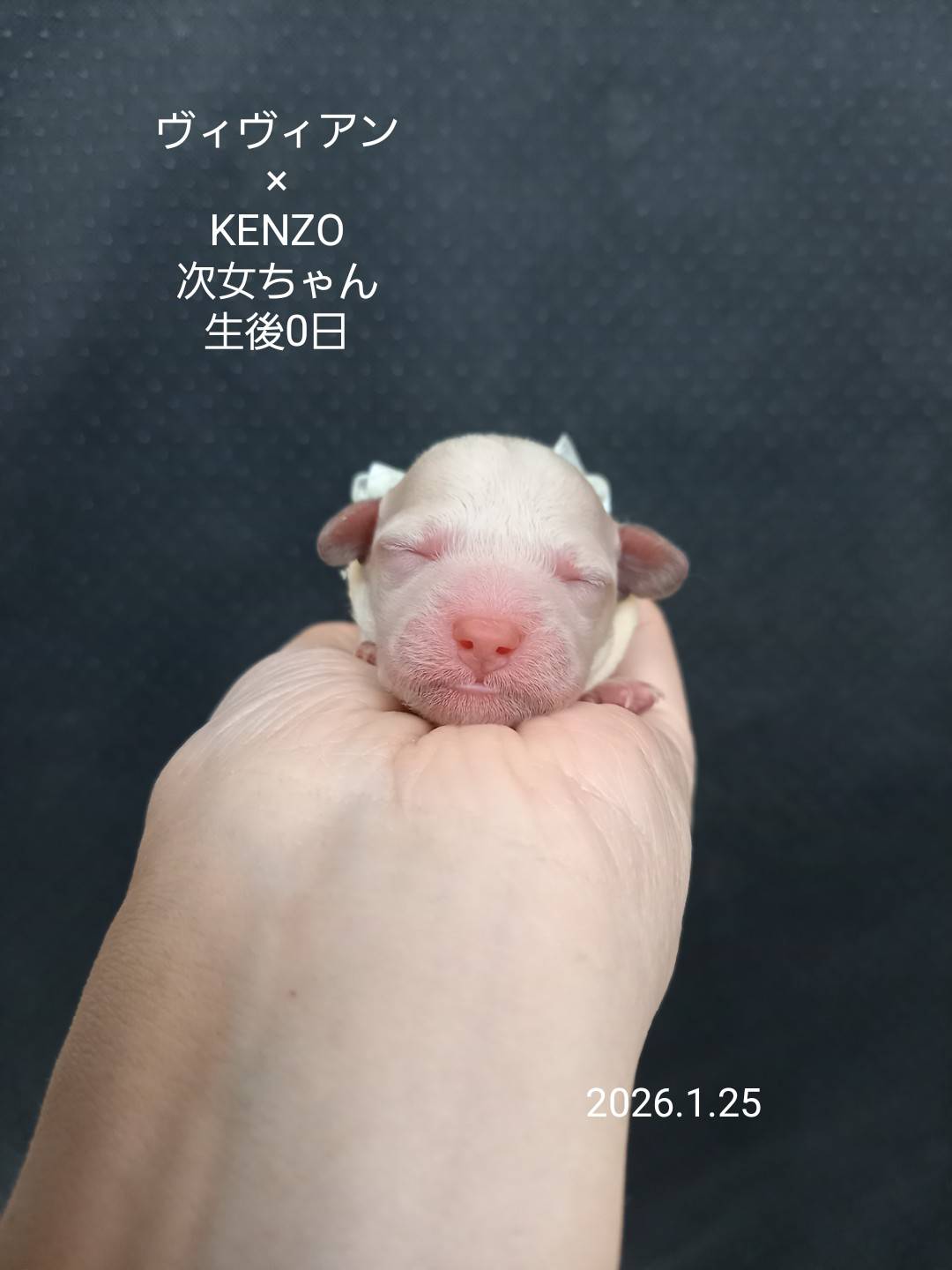 ティーカップ〜タイニープードルサイズ予想の女の子(次女)