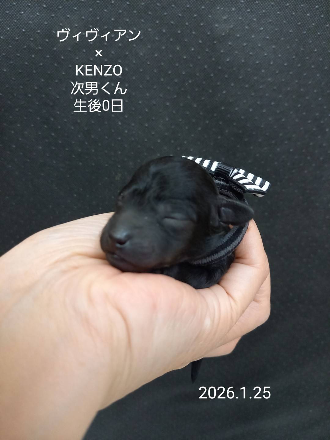 ティーカップ〜タイニープードルサイズ予想の男の子(次男)