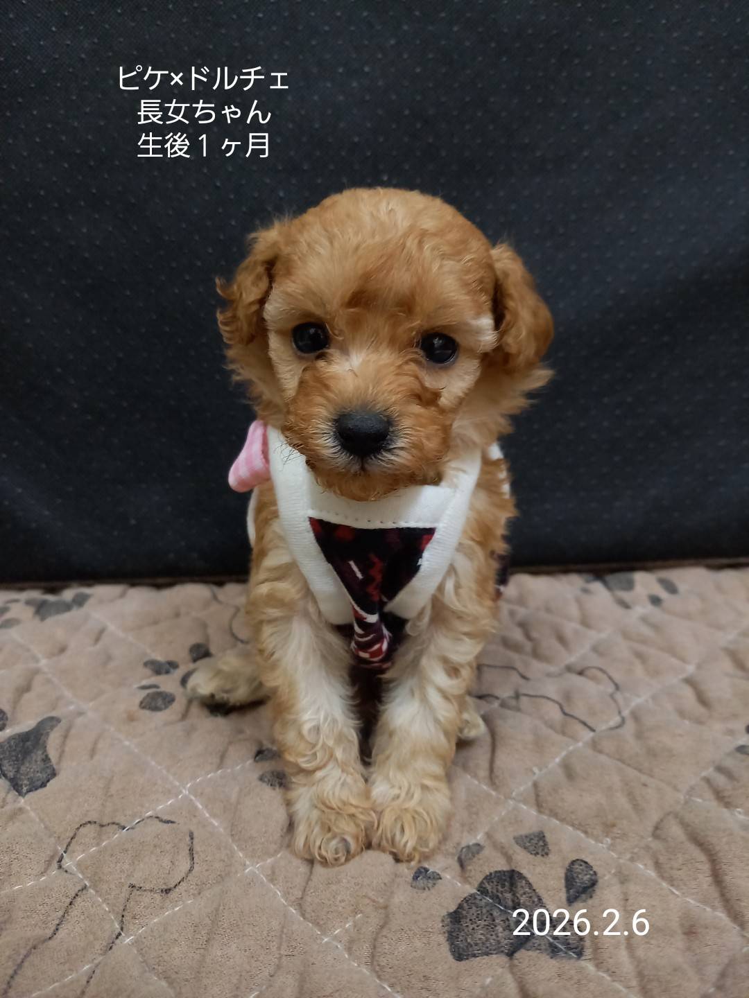 ティーカップ〜タイニープードルサイズ予想の女の子(ピケ長女)