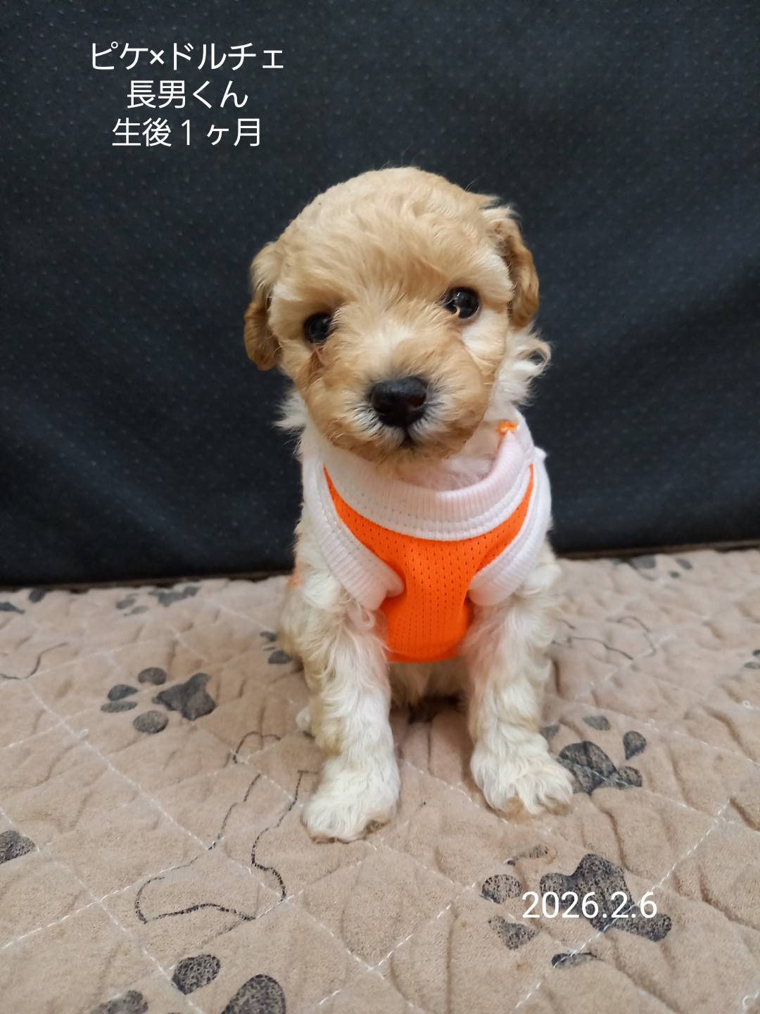 ティーカップ〜タイニープードルサイズ予想の男の子(ピケ長男)