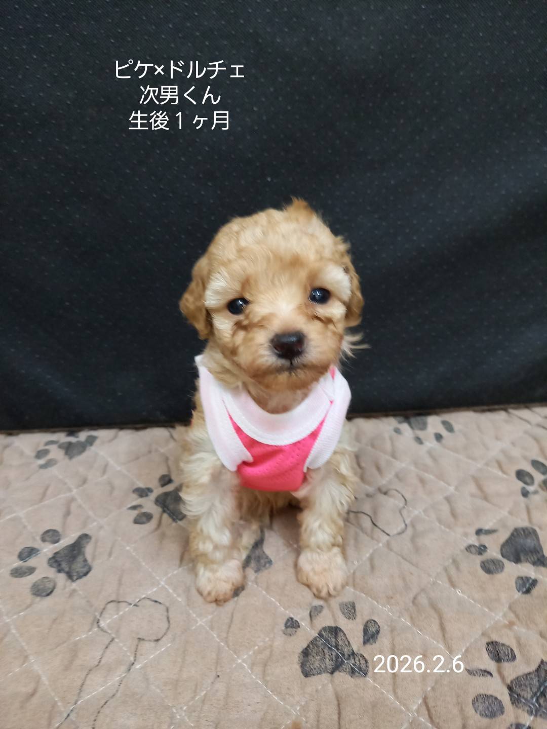 ティーカップ〜タイニープードルサイズ予想の男の子(ピケ次男)