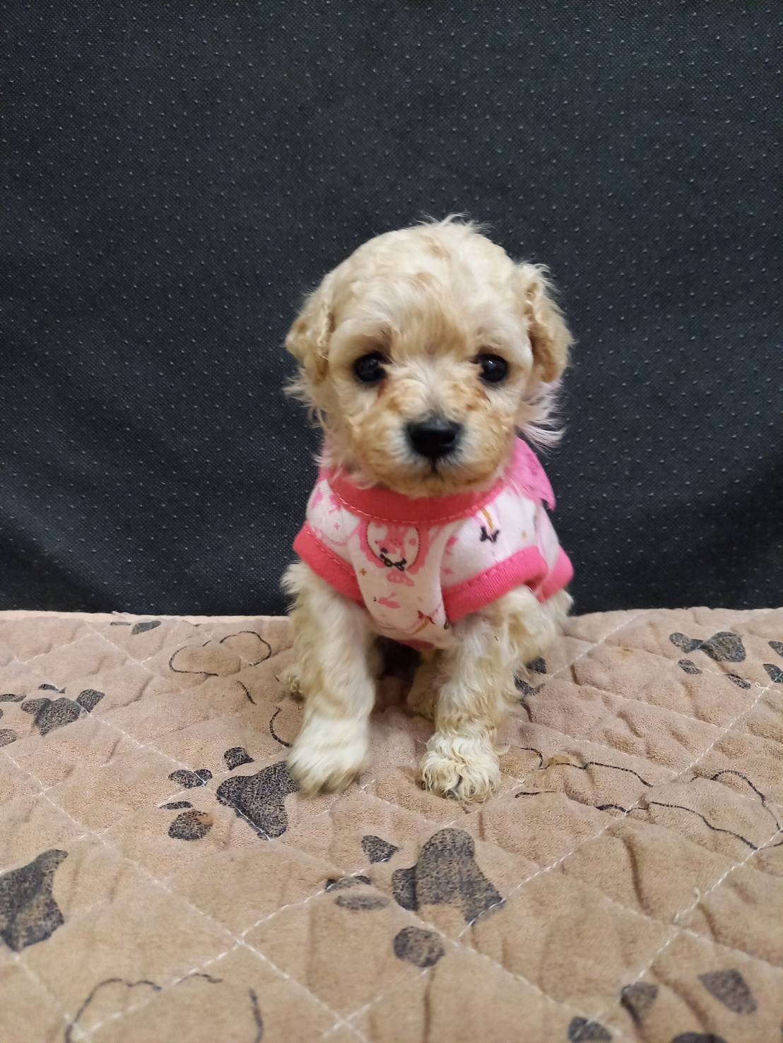 ティーカップ〜タイニープードルサイズ予想の女の子(サマンサ長女)