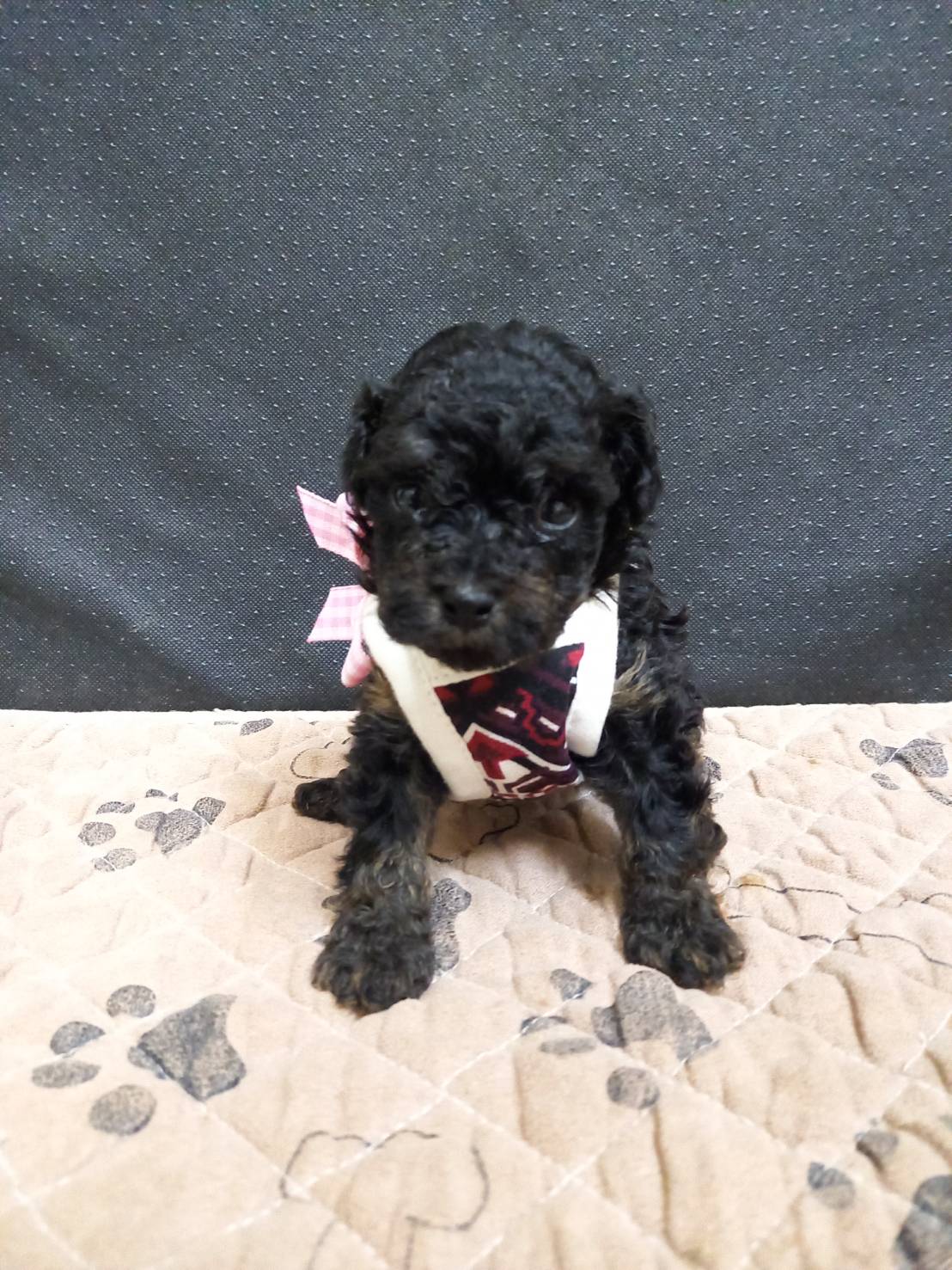 ティーカップ〜タイニープードルサイズ予想の女の子(サマンサ次女)