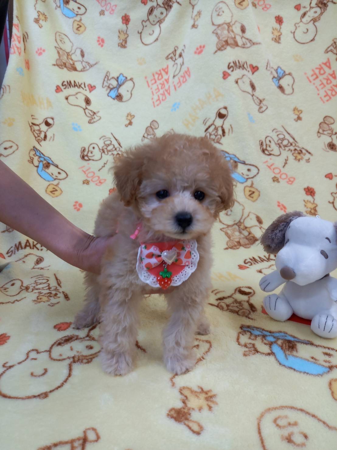 ティーカップ〜タイニープードルサイズ予想の女の子(ピケ長女)