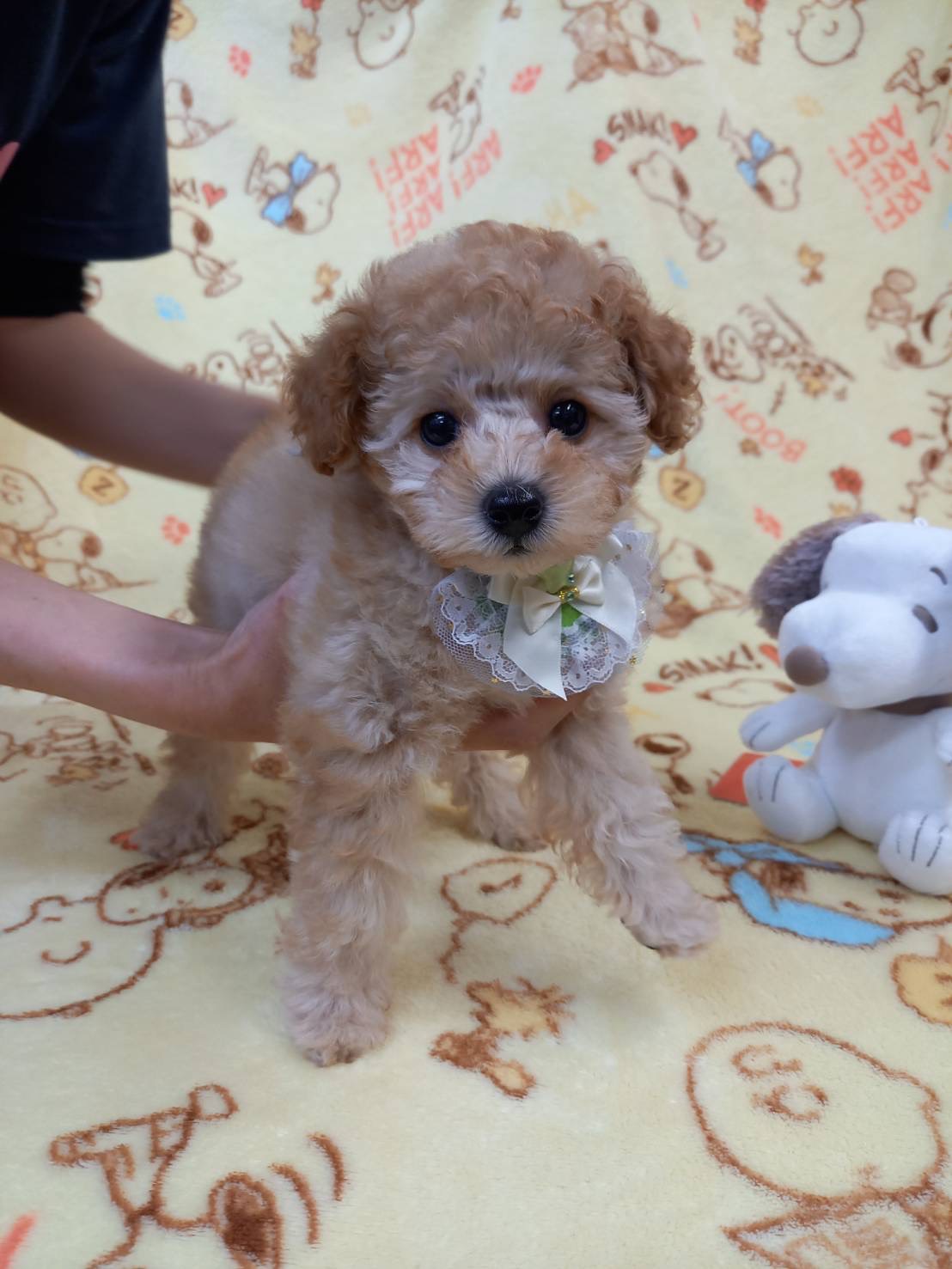 ティーカップ〜タイニープードルサイズ予想の女の子(ピケ次女)