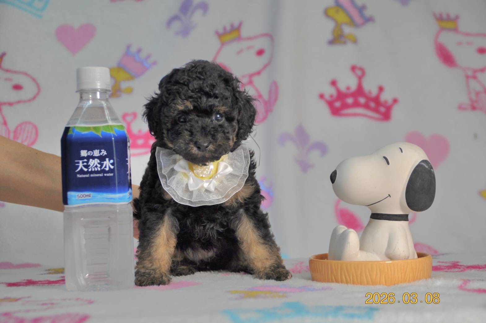 ティーカップ〜タイニープードルサイズ予想の女の子(ヴィヴィアン長女)